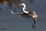 Great Egret. Horicon Marsh, WI