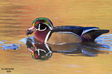 Wood Duck. North Chagrin Reservation, Cleveland OH