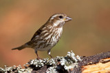 Purple Finch. Chesapeake, OH