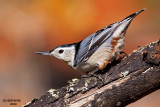 White-breasted Nuthatch. Chesapeake, OH