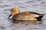 Gadwall. Horicon Marsh,WI