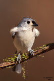 Tufted Titmouse. Chesapeake, OH