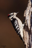 Downy Woodpecker. Chesapeake, OH