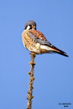 American Kestrel. Horicon Marsh. WI