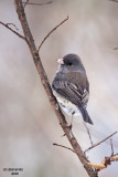 Dark-eyed Junco. Chesapeake, OH