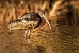 Glossy Ibis. Merritt Is. National Wildlife Refuge. FL