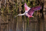 Roseate Spoonbill. Blue Heron Water Reclamation Facility, Titusville FL