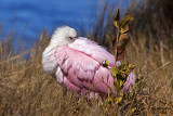 Roseate Spoonbill. Merritt Is. National Wildlife Refuge. FL