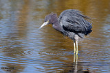 Little Blue Heron. Merritt Is. National Wildlife Refuge. FL