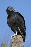 Black Vulture.  Merritt Island National Wildlife Refuge. FL