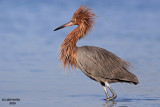 Reddish Egret. Fort De Soto County Park. FL