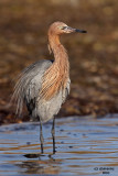 Reddish Egret. Fort De Soto County Park. FL