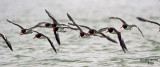 Incoming American Oystercatchers. Fort De Soto Co. Pk. FL