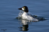 Common Goldeneye. Door County. WI