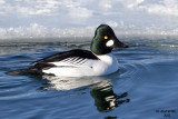 Common Goldeneye. Door County. WI