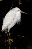 Snowy Egret. Merritt Is. National Wildlife Refuge. FL
