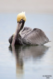 Brown Pelican. Fort DeSoto Co. Park. FL