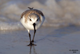 Sanderling. Fort DeSoto Co. Park. FL