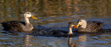 Mottled Ducks. Vierra Wetlands. FL