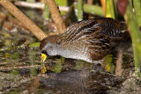 Sora. Vierra Wetlands. FL