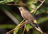 Yellow-rumped Warbler. Sheridan Park, Milw.