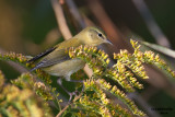 Tennessee Warbler. Sheridan Park, Milw. 