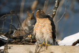 Coopers Hawk. South Milwaukee, WI