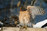 Coopers Hawk. South Milwaukee, WI