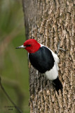 Red-headed Woodpecker, Lake Park, Milw.