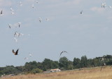 Sterne pierregarin - sterna hirundo - common tern  - Echasse blanche -  buse variable