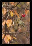 Roitelet  couronne rubis