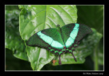 Machaon meraude - Papilio palinurus