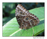 Morpho bleu - Morpho helenor