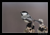 Msange  tte noire - Black-capped Chickadee - Poecile atricapillus