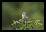 Bruant chanteur - Melospiza melodia - Song Sparrow