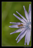 Syrphe - Hoverfly