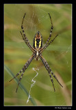 Argiope aurantia / Black and Yellow Garden Spider