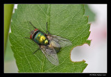 Mouche verte - Green fly