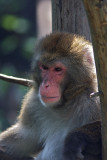 Macaque japonais