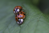 Coccinelle asiatique multicolore - Multicolored asian lady beetle