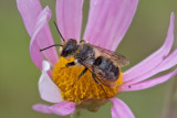 Abeille mgachile - Leaf Cutter Bee