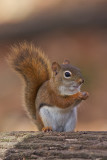 cureuil roux - Red Squirrel