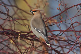 Jaseur boral - Bohemian Waxwing