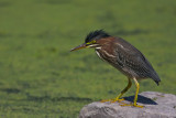 Hron vert - Green Heron (juvenile)