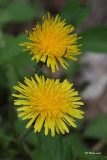 Pissenlit - Taraxacum officinale