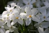 Phlox subulata