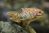 Polypore cailleux - Polyporus squamosus