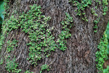 Miniature garden<br />DSC_0878