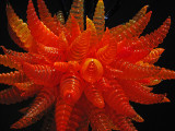 Red Chandelier<br />7725.jpg