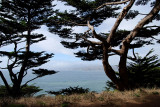 Marin Headlands through the trees<br />0937.jpg